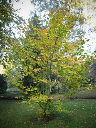 Acer circinatum